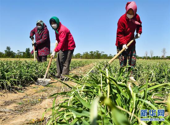  5月11日，農(nóng)民在山西省大同市云州區(qū)西坪鎮(zhèn)唐家堡村邊的黃花菜地里除草。新華社發(fā)（柴婷 攝）